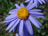 Aster serpentimontanus