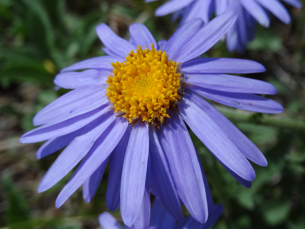 Изображение особи Aster serpentimontanus.