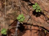 Ballota saxatilis