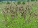 Calamagrostis langsdorffii. Верхушки цветущих растений. Иркутская обл., Иркутское вдхр., берег залива. 10.07.2013.