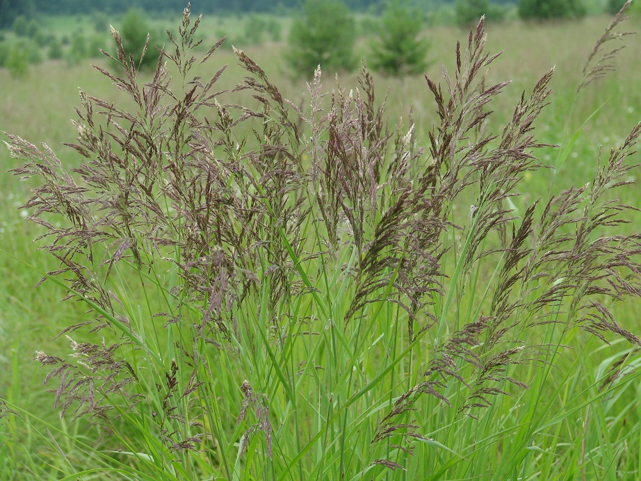 Image of Calamagrostis langsdorffii specimen.