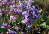 Limonium gmelinii. Конечная ветвь цветоноса с цветками. Республика Тыва, Центрально-Тувинская котловина, Кызылский р-н, в 40 км ЮЮВ г. Кызыл и в 6 км севернее пос. Целинное, оз. Чедер; сочно-многолетнесолянковый (местами - пухлый) солончак на обнаженном илисто-гравийном озерном днище у западного борта террасы. 13.07.2012.