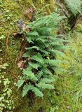 Polypodium sibiricum