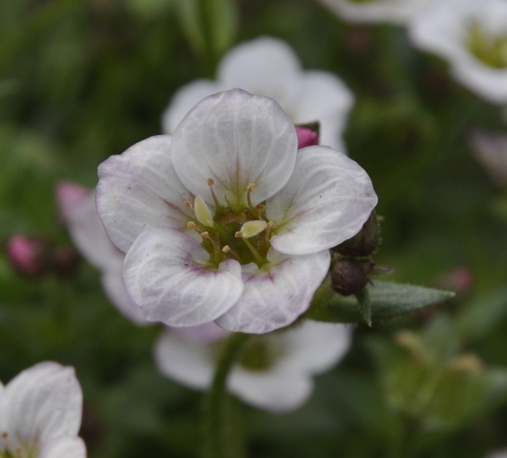 Изображение особи род Saxifraga.