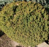 Cryptomeria japonica. Вегетирующее растение ('Minima'). Германия, г. Дюссельдорф, Ботанический сад университета. 02.03.2014.