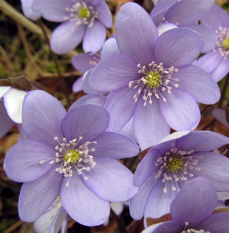 Печеночница благородная описание. Печеночница благородная (hepatica Nobilis). Печёночница обыкновенная. Печёночница обыкновенная цветок.