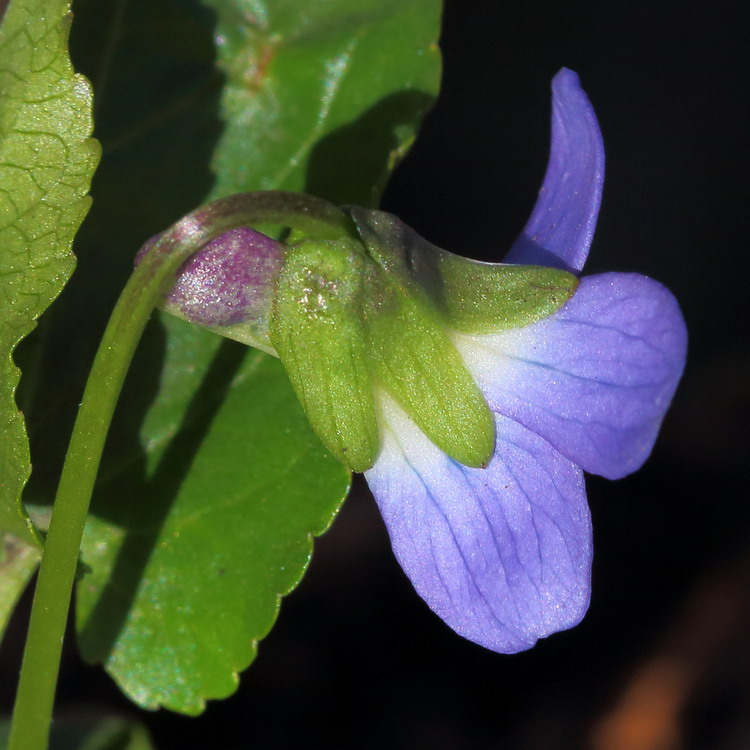 Image of Viola suavis specimen.