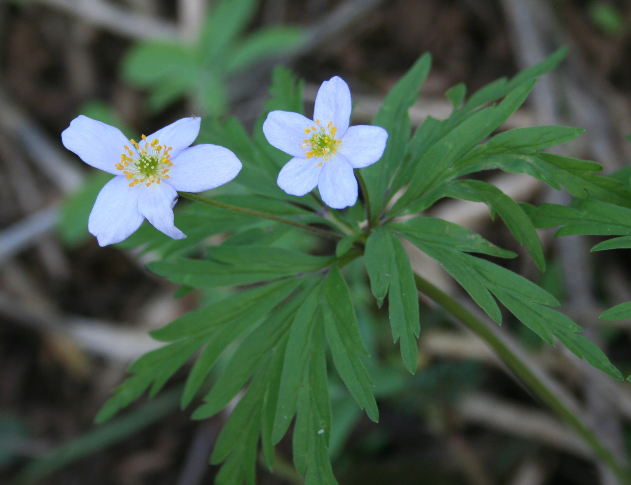 Image of Anemone caerulea specimen.