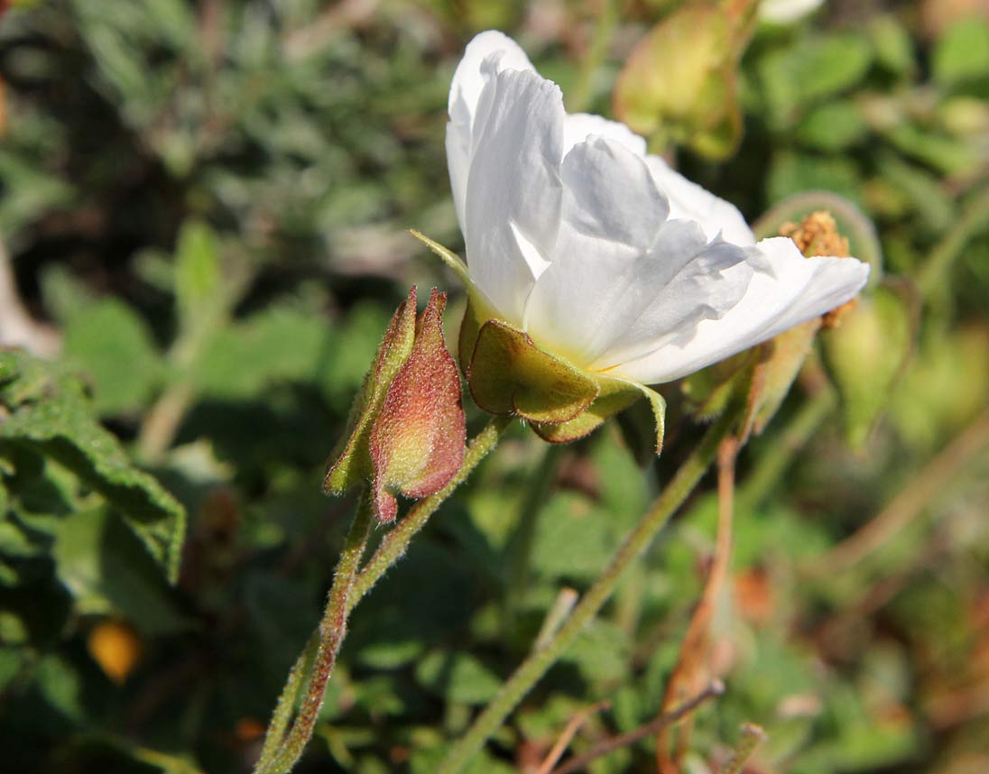 Image of Cistus salviifolius specimen.