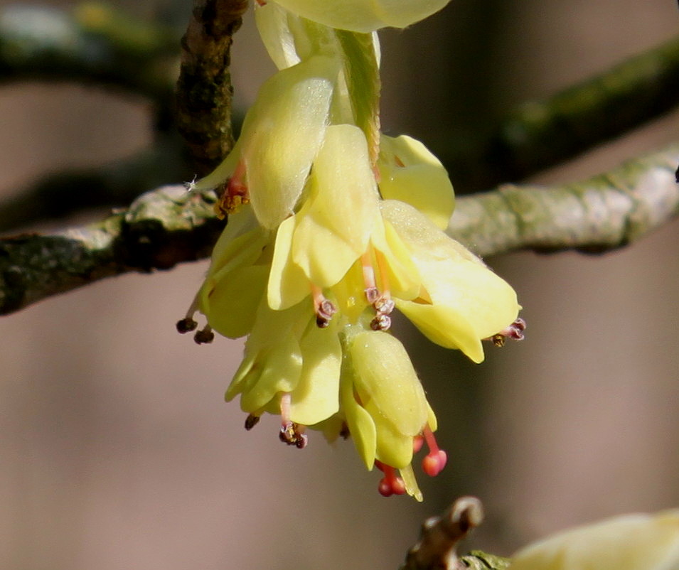 Изображение особи Corylopsis veitchiana.