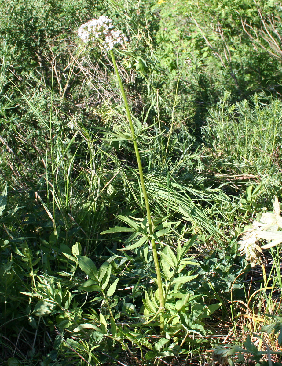 Изображение особи Valeriana dubia.