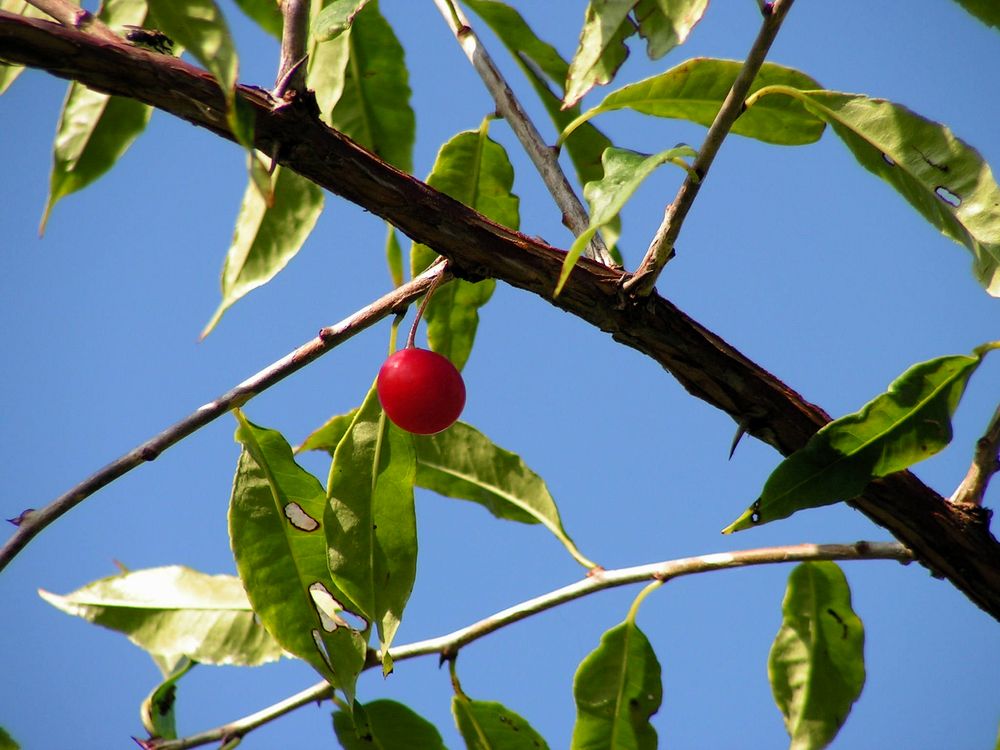 Изображение особи Prinsepia sinensis.