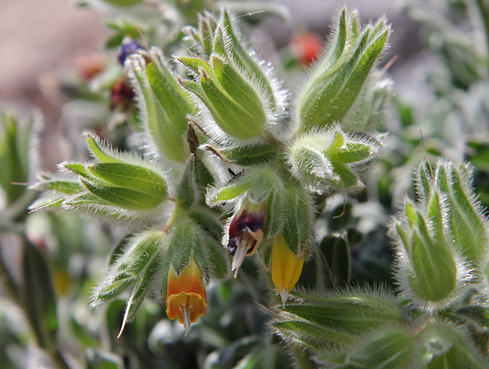 Изображение особи Onosma frutescens.