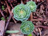 Rhodiola rosea