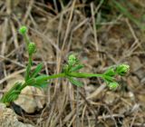 Galium aparine