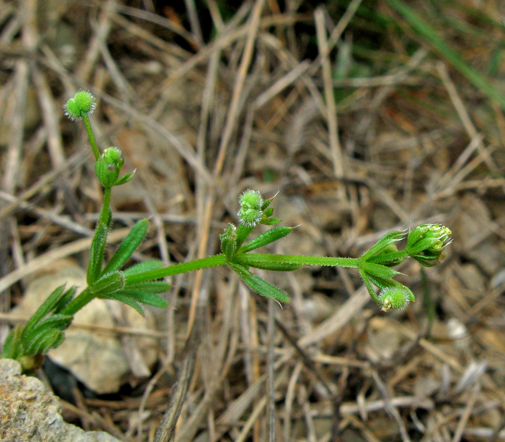 Image of Galium aparine specimen.