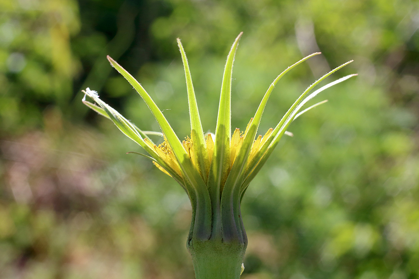 Изображение особи Tragopogon capitatus.