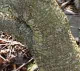 Duschekia alnobetula