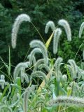 Setaria faberi