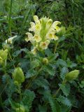 Scutellaria polyodon