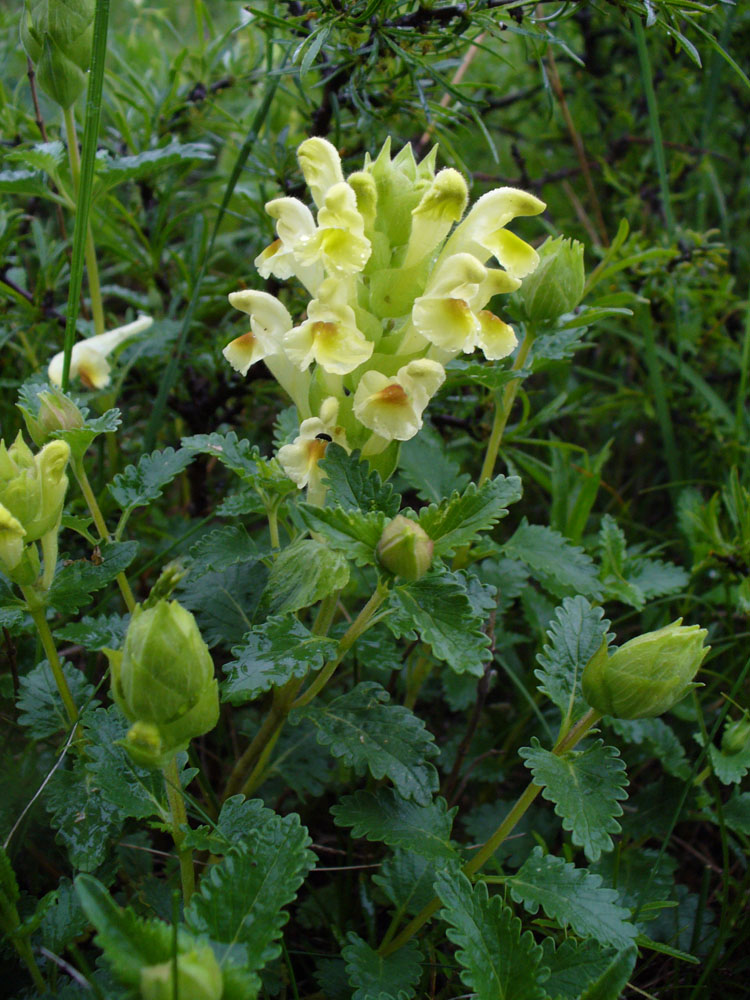 Изображение особи Scutellaria polyodon.