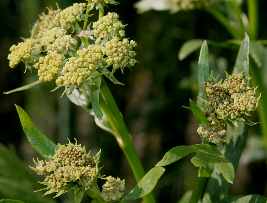 Изображение особи Levisticum officinale.