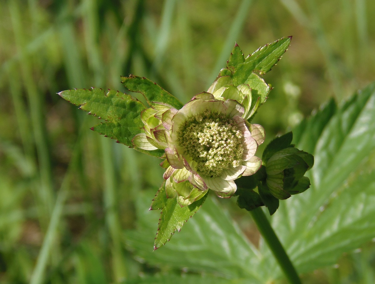 Image of Astrantia major specimen.