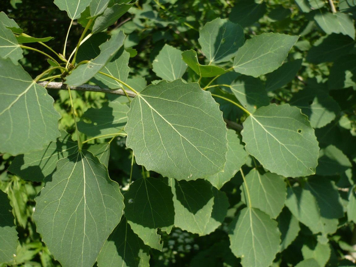 Image of Populus tremula specimen.