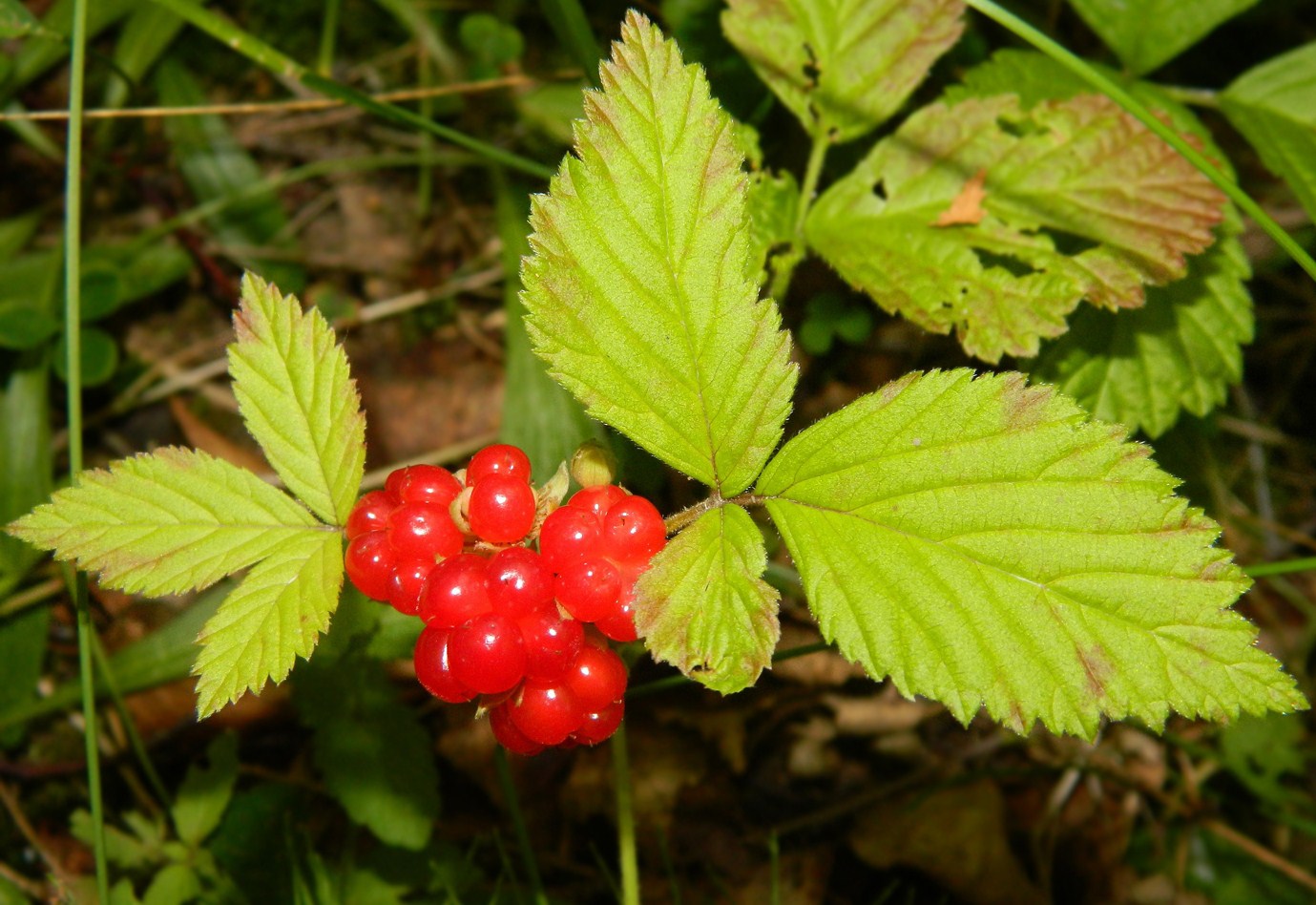 Изображение особи Rubus saxatilis.