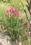 Antirrhinum majus. Цветущее растение. Крым, Ялтинский горсовет, пос. Никита, самосев. 15 мая 2014 г.