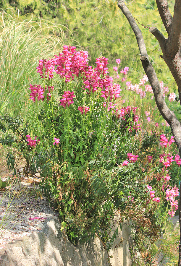 Изображение особи Antirrhinum majus.