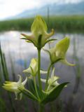 Halenia corniculata. Соцветие. Восточный Казахстан, Южный Алтай, сев. подножья хр. Сарымсакты, Бухтарминская впадина, лугово-степное разнотравье на берегу термального ручья. 3 июля 2012 г.