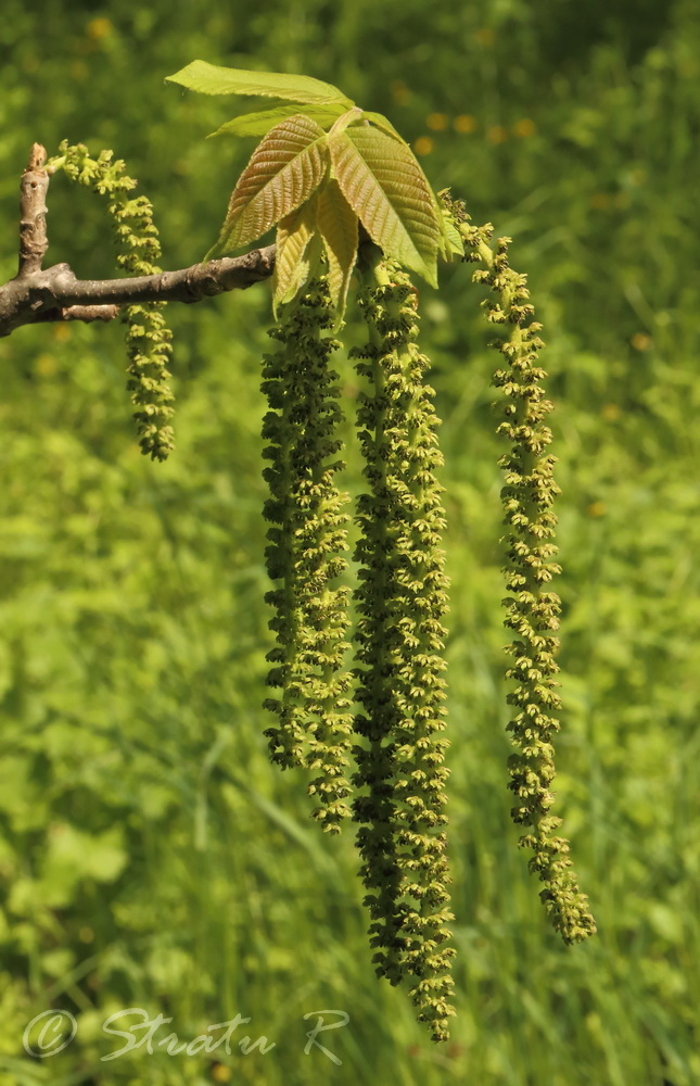 Image of Juglans cinerea specimen.