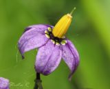 Solanum dulcamara. Цветок. Молдова, Кишинев, Ботанический сад АН Молдовы. 19.05.2014.