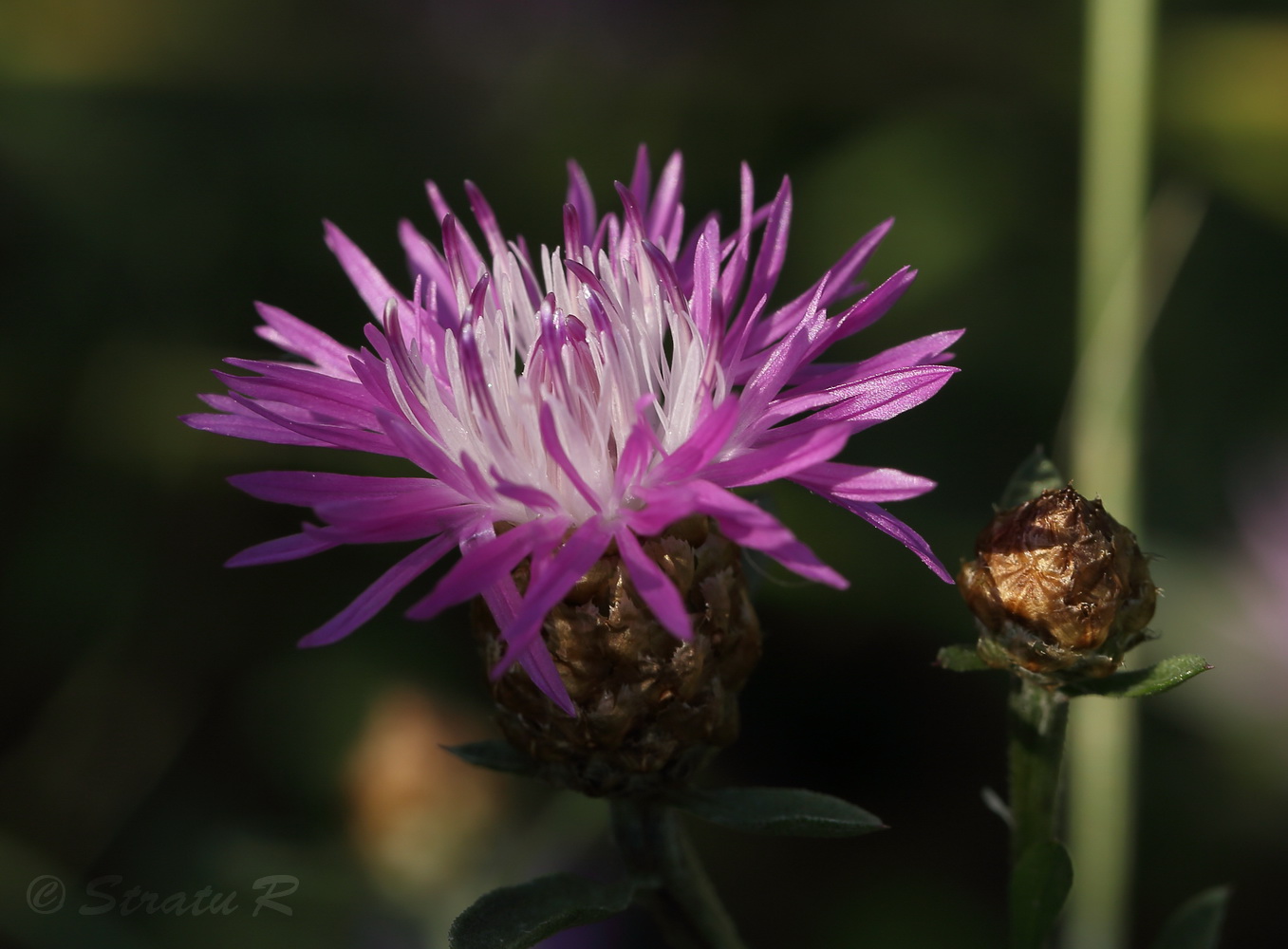 Image of Centaurea jacea specimen.