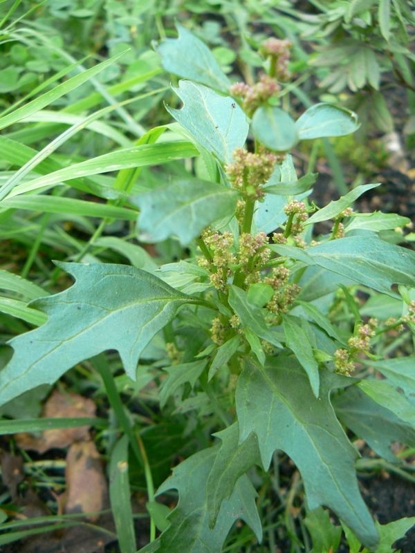 Image of Oxybasis rubra specimen.