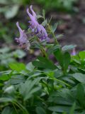 genus Corydalis