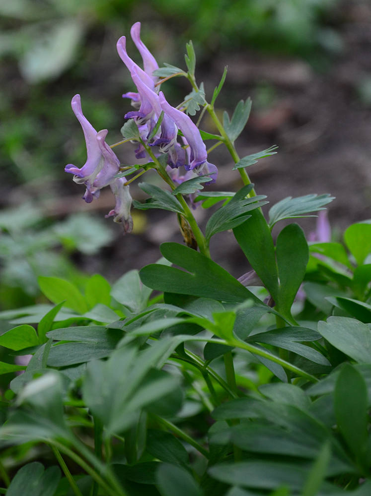 Изображение особи род Corydalis.