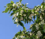 Ostrya carpinifolia