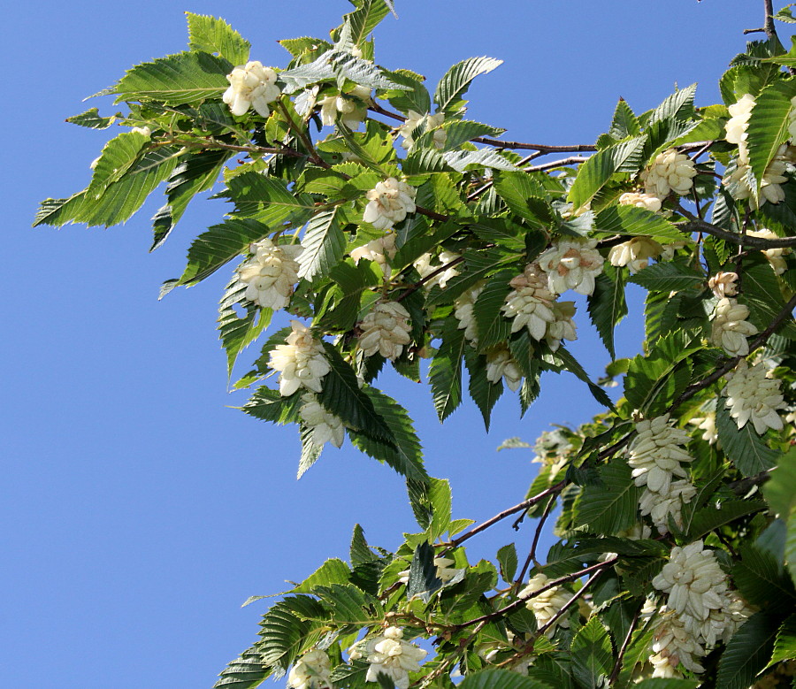 Image of Ostrya carpinifolia specimen.