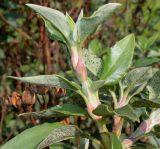 Cistus laurifolius