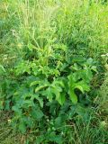 genus Heracleum