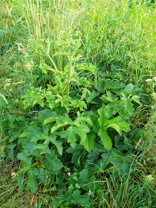 Image of genus Heracleum specimen.