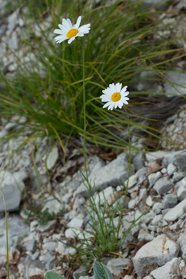 Image of Leucanthemum chloroticum specimen.