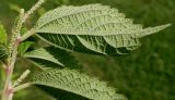 Boehmeria nivea