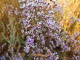 Limonium bungei. Верхушка цветущего растения. Волгоградская обл., Николаевский р-н, г. Николаевск, прибрежный участок (склон берега, береговая терраса) р. Волга. 27.09.2014.