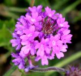 Verbena rigida. Соцветие. Германия, г. Крефельд, Ботанический сад. 06.09.2014.