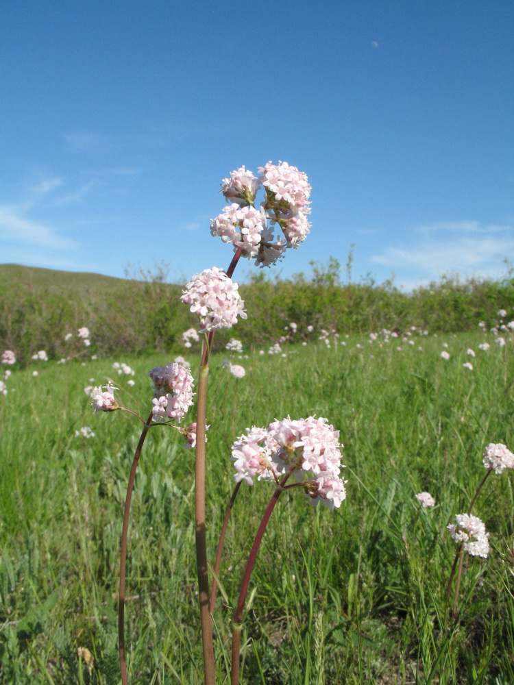 Изображение особи Valeriana tuberosa.