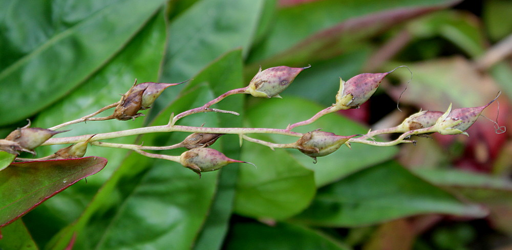 Image of Penstemon smallii specimen.