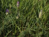 Astragalus onobrychis. Цветущее и плодоносящее растение у обочины дороги. Белгородская обл., окр. пос. Борисовка, у рыбхоза. 30.06.2009.